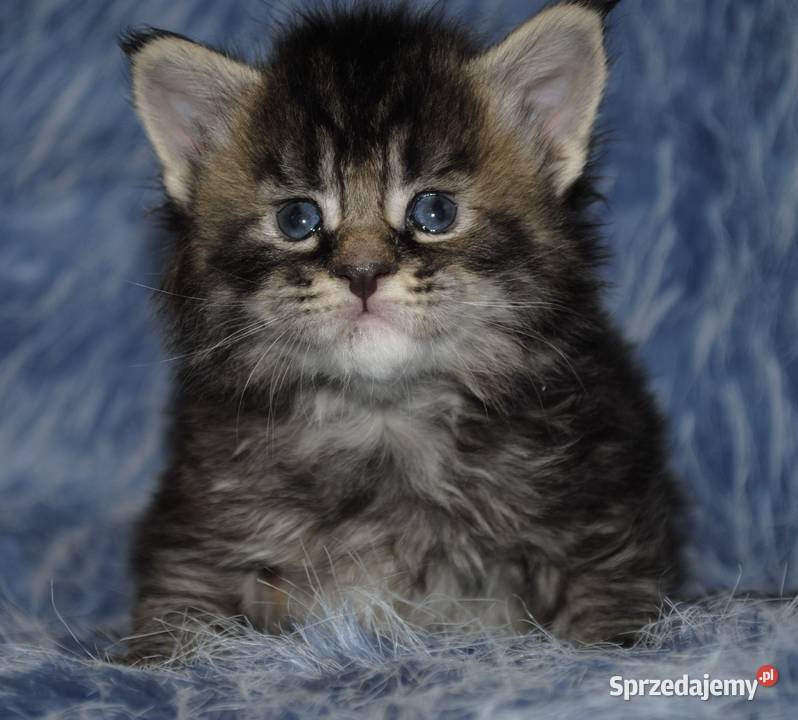 Kociaczki maine coon Maine Coon Brzezia Łąka