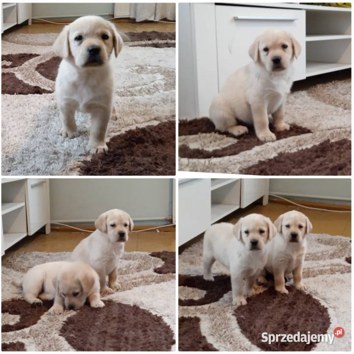 Labrador retriever biszkoptowy Iłża