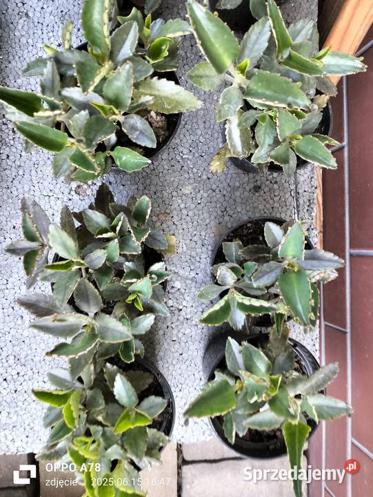 Żyworódka zdrowa roślina Modlnica