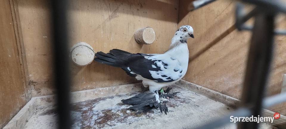 Gołębie widyn polski Ptaki Skierniewice