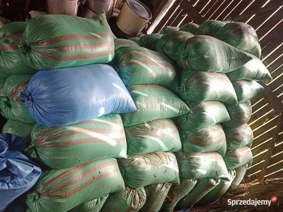 Owies zbiór 2025 Włosienica