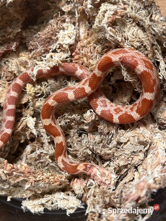 Wąż zbożowy Masque Amel śląskie