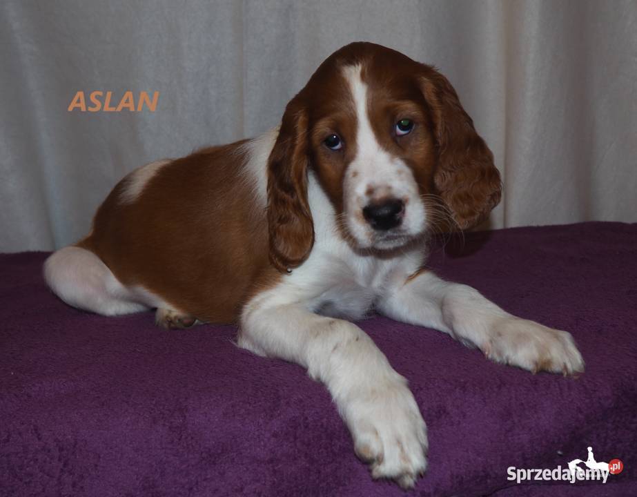 Szczeniaki rasy seter irlandzki czerwonobiały mazowieckie Piaseczno sprzedam