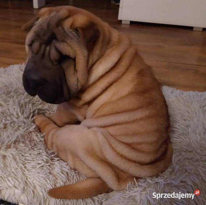 Shar pei szczeniaki wystawowe opolskie