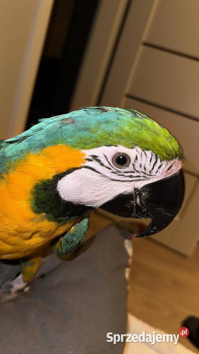 Ara ararauna samica samiec łódzkie Łódź