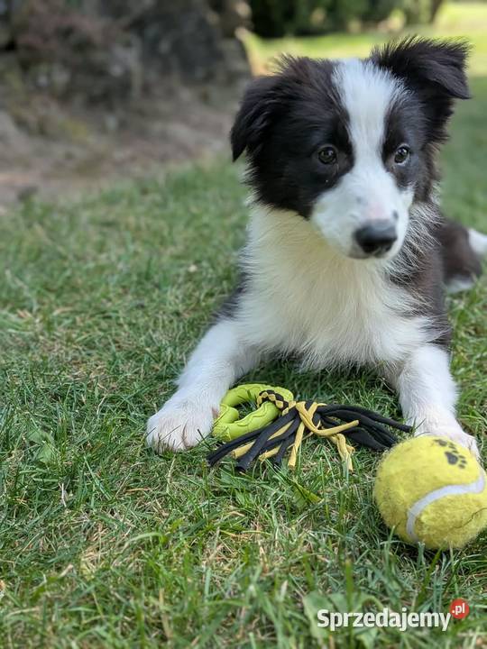 Border collie suczkaRodzice przebadani Szczaworyż