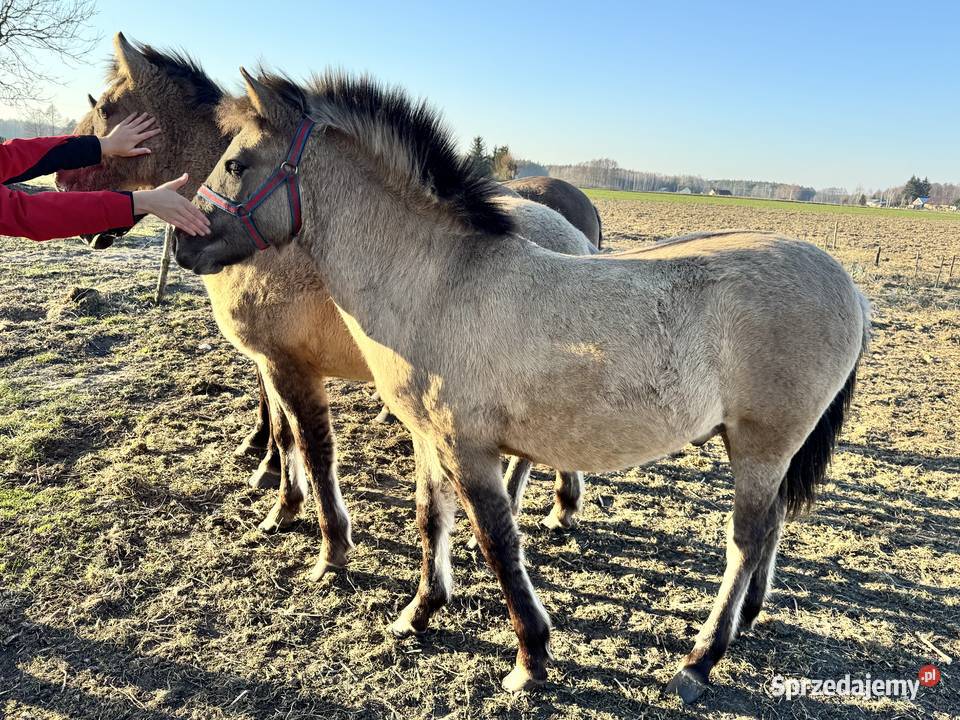Konik Polski ogier źrebak odsadek Strzegowo sprzedam
