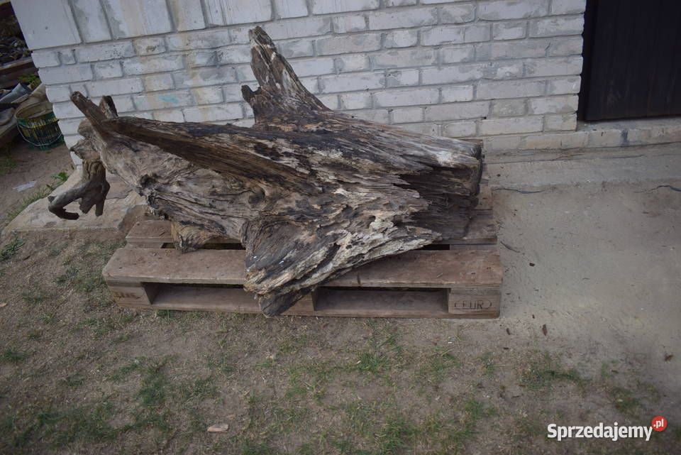 Niepowtarzalny korzeń ozdobny do ogrodu Połaniec