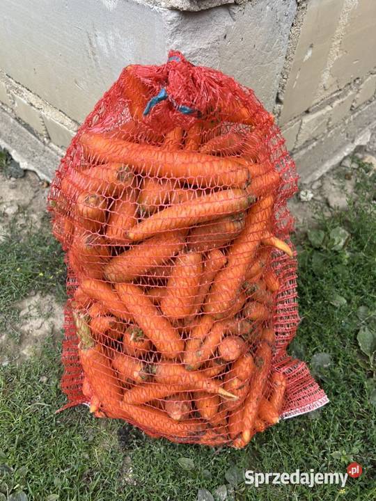 Marchew odpadowapaszowa Pakowane 20 Możliwy Rudze sprzedam