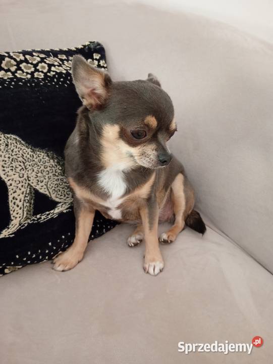 Dorosła chihuahua suczka sprzedam