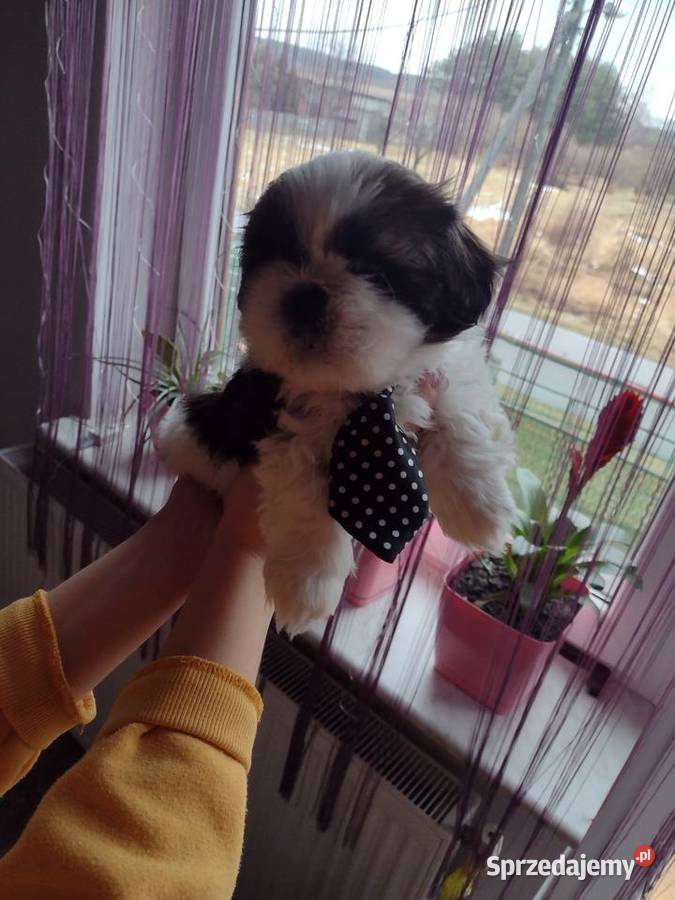 Szczeniaki Shih Tzu Lublin sprzedam