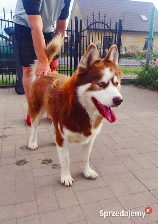 Miot razy syberian husky Listopad Grudziądz