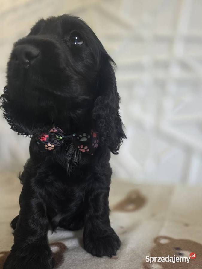 Cocker spaniel angielski pieski trzy ostatnie Żelazków sprzedam