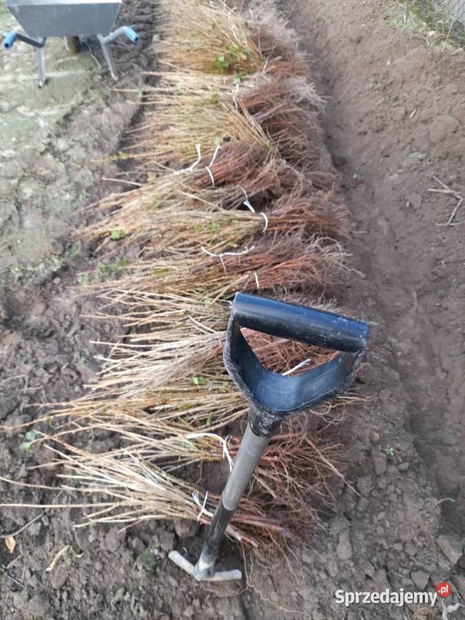 Sadzonka sztobry porzeczki czerwona czarne Pozostałe lubelskie Puławy