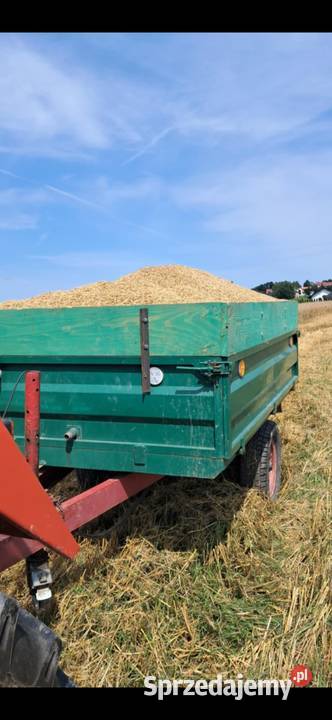 Owies z jeczmieniem Kierlikówka