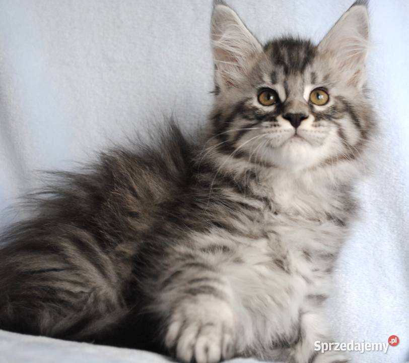 Piękny i duży kocurek maine coon