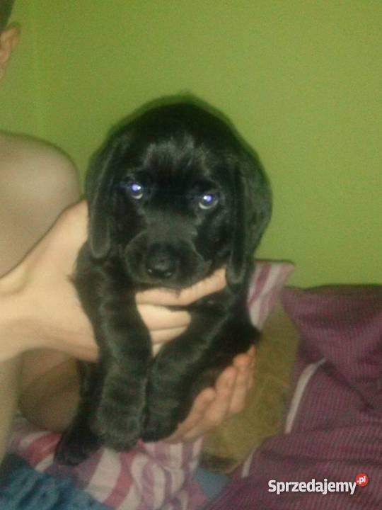 Beagle szczeniak sprzedam