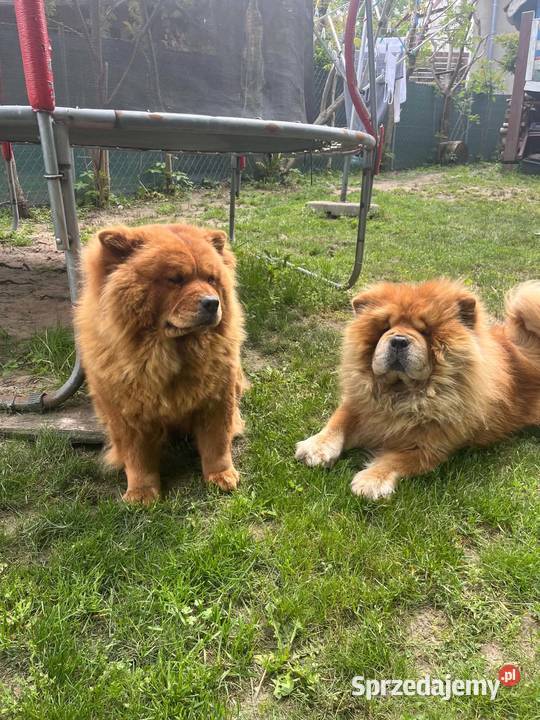 Chow Chow Mrągowo