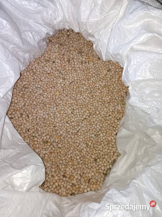 Groch siewny astronaute batuta