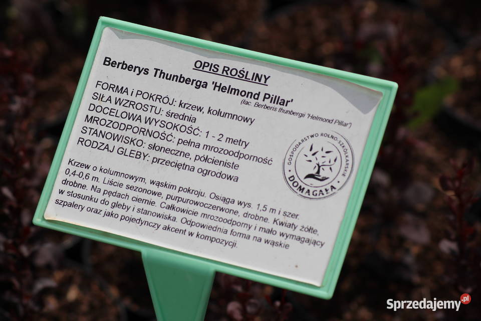 Berberys Thunberga Helmond Pillar Imbramowice
