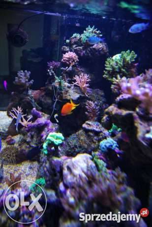 akwarium morskie 1307060 Sosnowiec