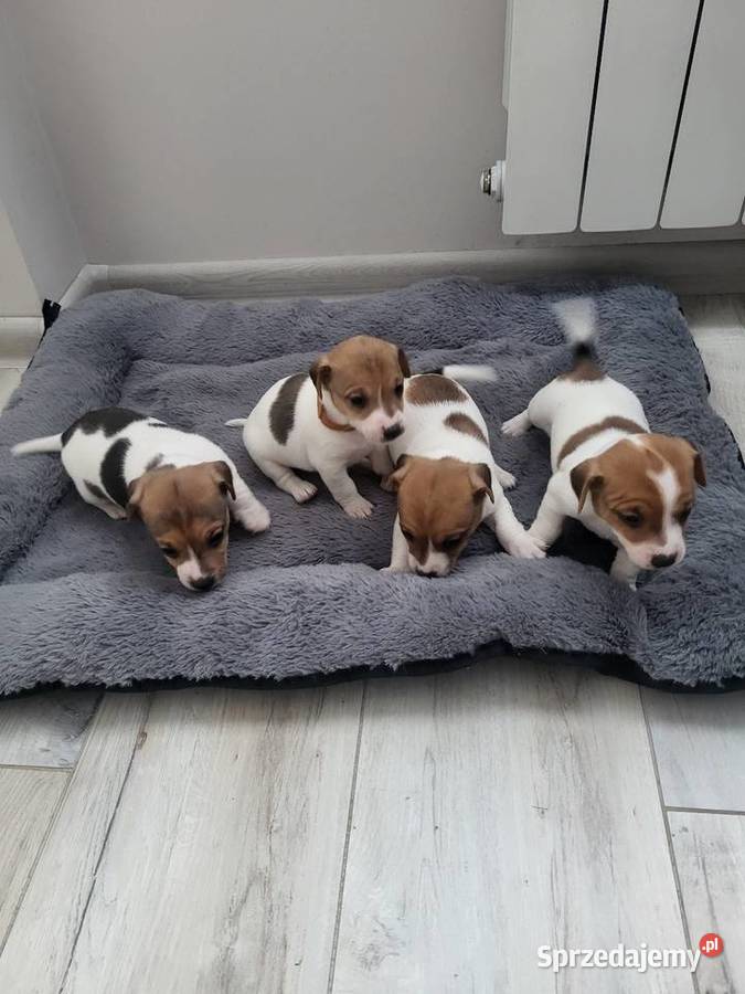 Jack Russell Terrier Nowy Dwór