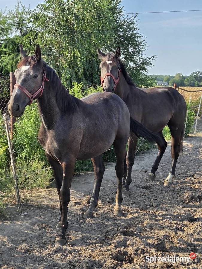 Klacz śląska roczna i dwu letnia kara siwa koń Koluszki sprzedam