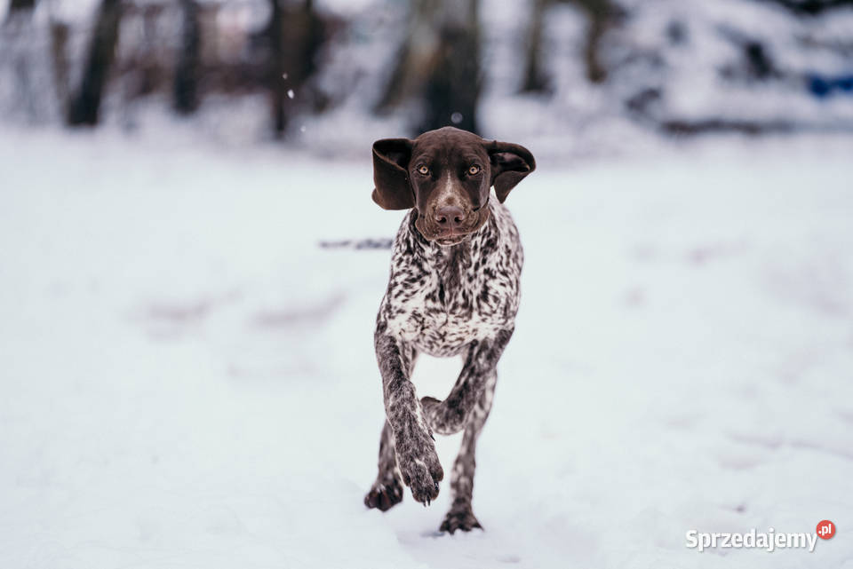 Wyżeł niemiecki krótkowłosy Łódź