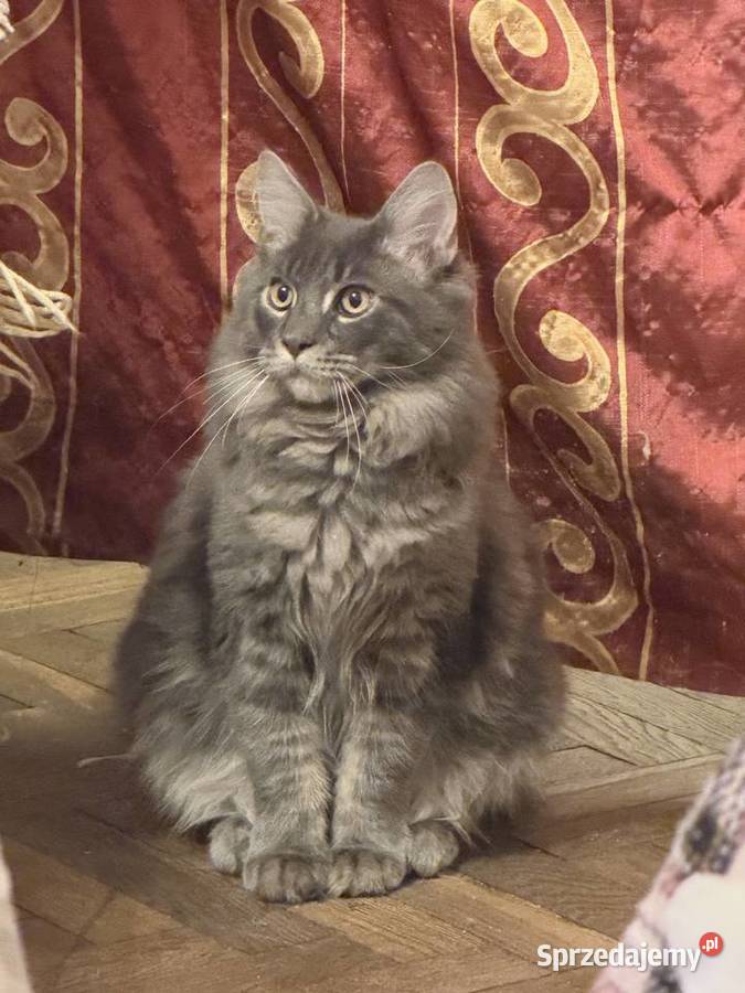 Kocurek Maine coin Warszawa zaraz fife Maine Coon