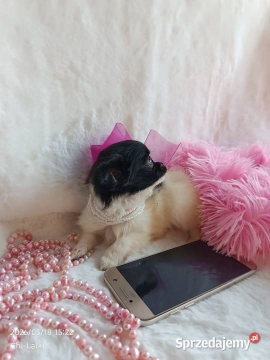 Chihuahua chłopiec samiec dlugowlosy kujawsko-pomorskie Inowrocław