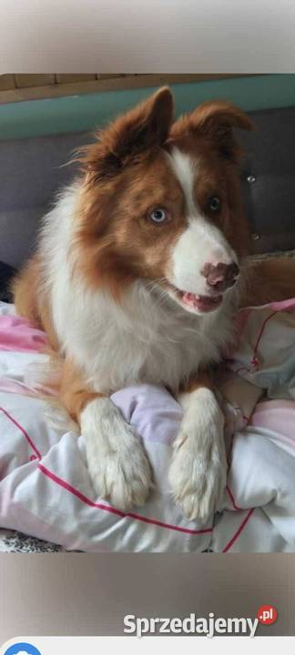 Border Collie Wołów sprzedam