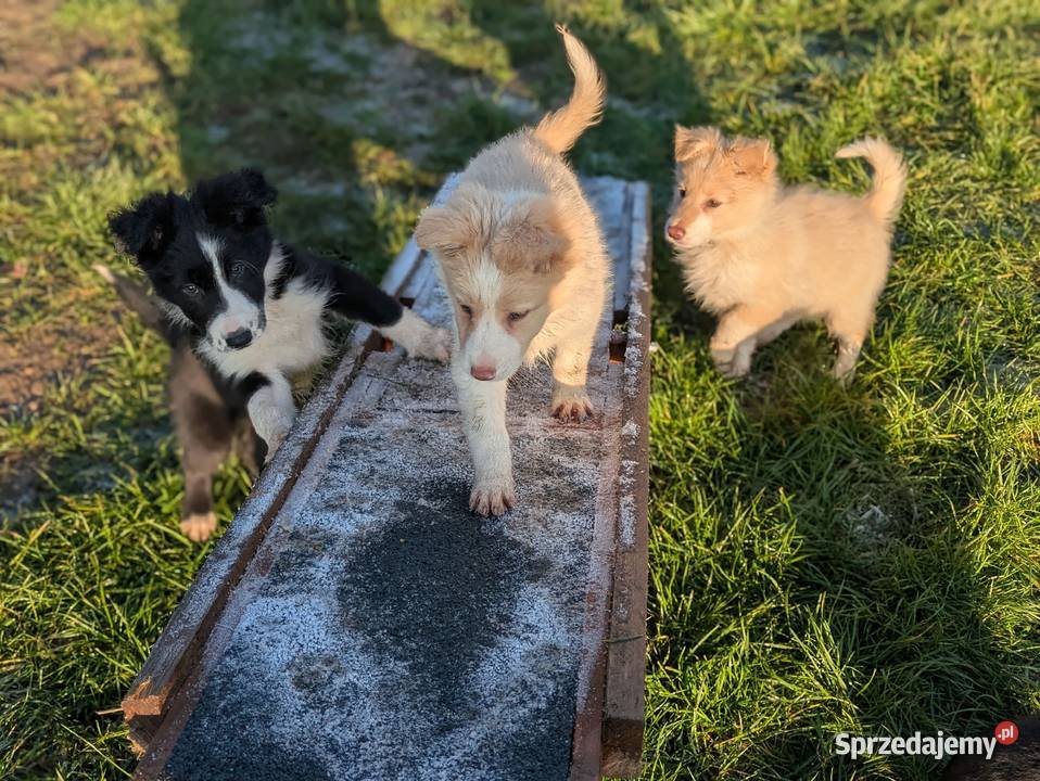 Border Collie Psy dolnośląskie Wołów sprzedam