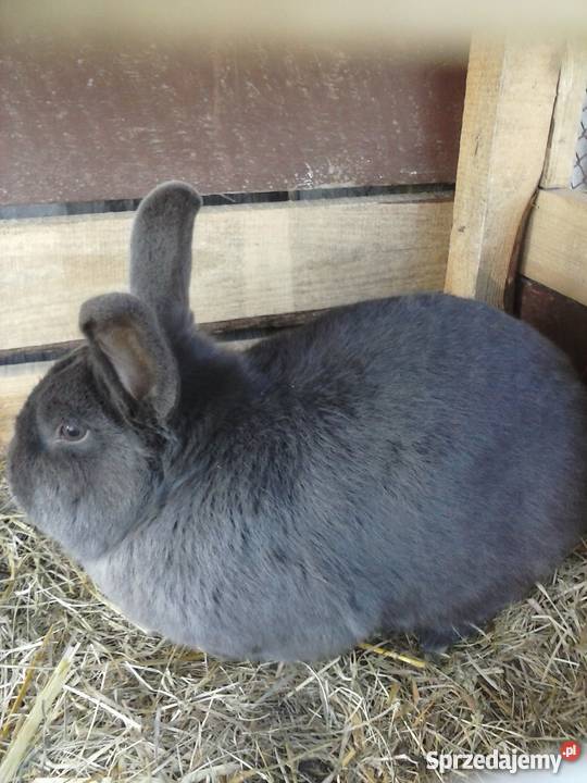 Królik wiedeński niebieski samiec Pozostałe Sokółka