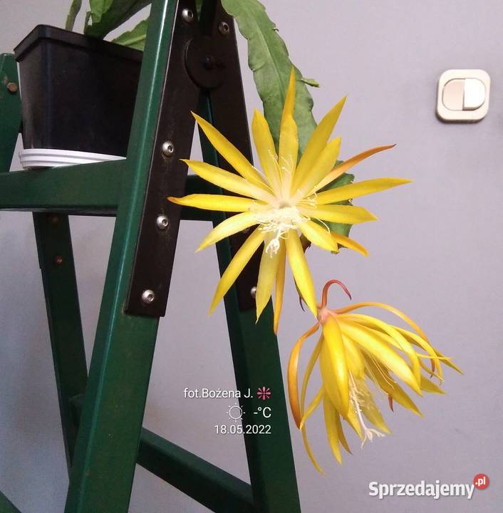 Epiphyllum epifilum kaktus NOWOŚĆ Rośliny Skawina