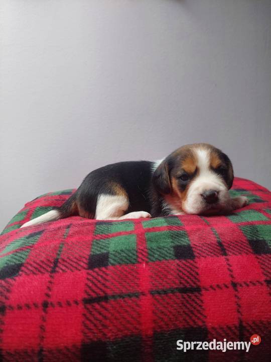 Piesek suczka rasy beagle piękne szczeniaki sprzedam