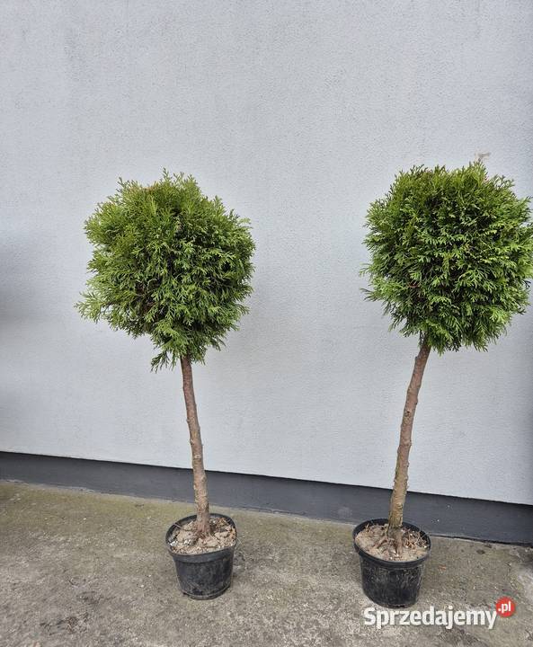 Tuje Szmaragd Kule 100 Piękne i Gęste Mąkolno