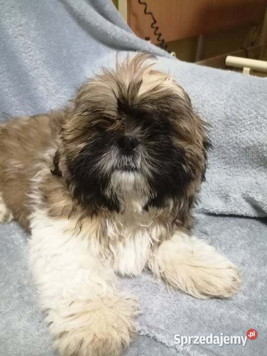 Shih Tzu 14 tygodni Shih Tzu łódzkie Kutno