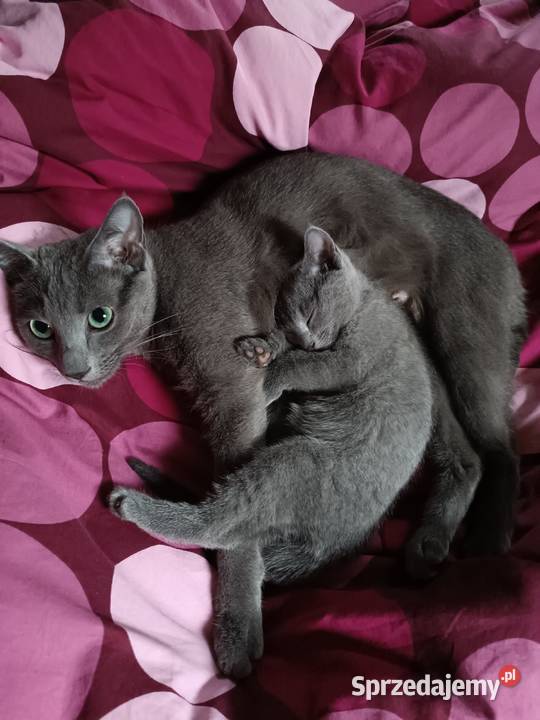 Koteczka Rosyjski Niebieski rodowód PZF WCF Piaseczno