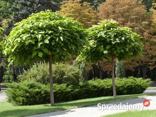 Surmia Bignoniowa Nana Catalpa Wysokość 15m 23m wielkopolskie Kalisz