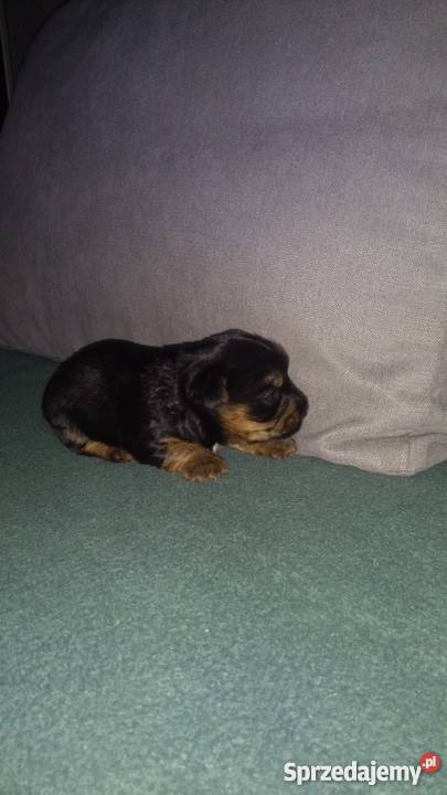 Australian Silky terier Psy Stargard