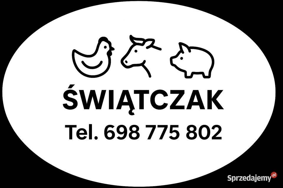 Kury nioski ROSA 1520 TYGODNI DOWÓZ Zgierz