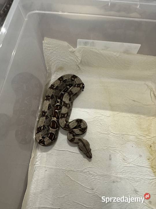 Węże boa imperator sprzedam