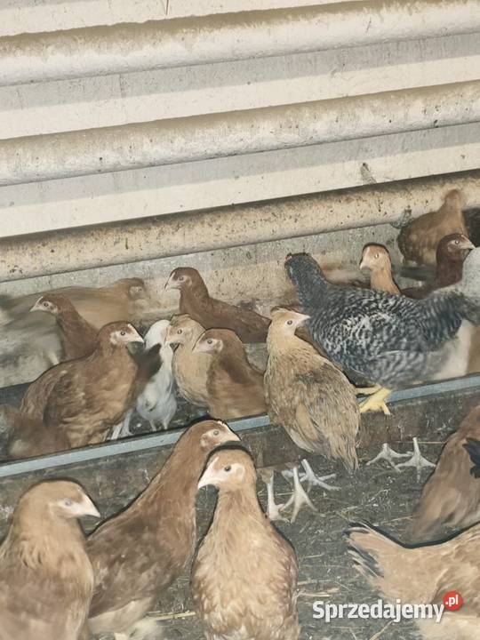 Młode kury nioski 10 tygodni Zielona