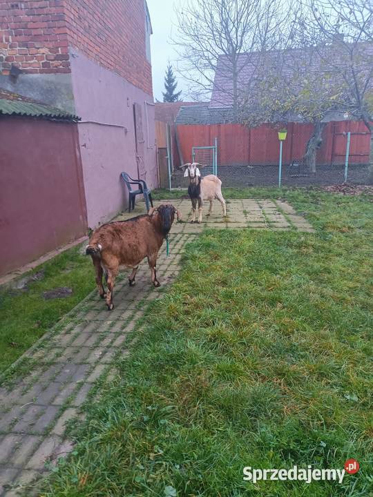 Koziołek anglonubijski Zielona Góra