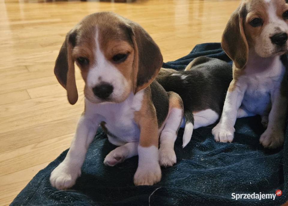 Cudowna dziewczynka Beagle championie Mińsk Mazowiecki sprzedam