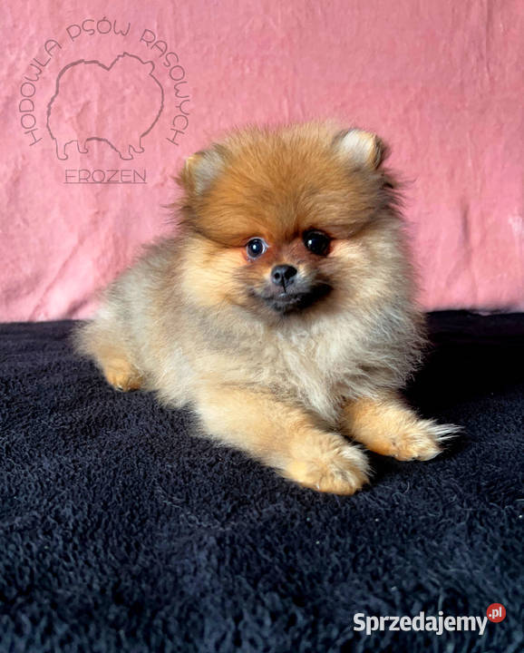 Szpic miniaturowy Pomeranian suczka ORANGE łódzkie Łódź