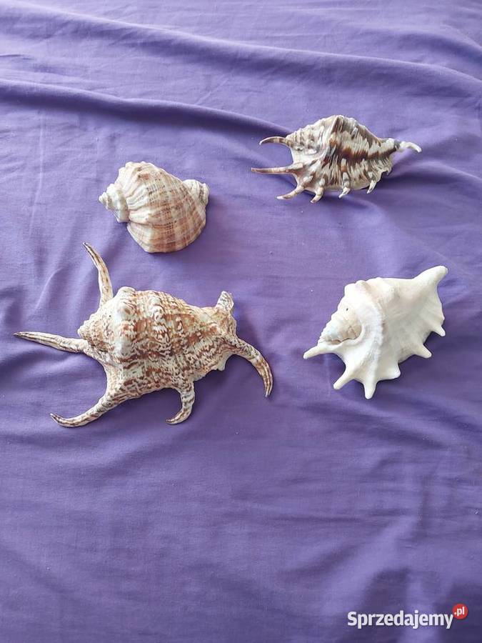 Myszle morskie i oceaniczne Dom i Ogród mazowieckie Baby Górne