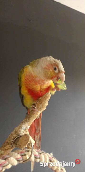 Rudosterka zielonolica pineapple samiec z Tczew sprzedam