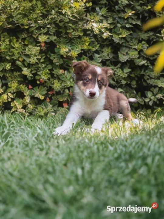 CODY piesek Border Collie czekoladowy tricolor Limanowa