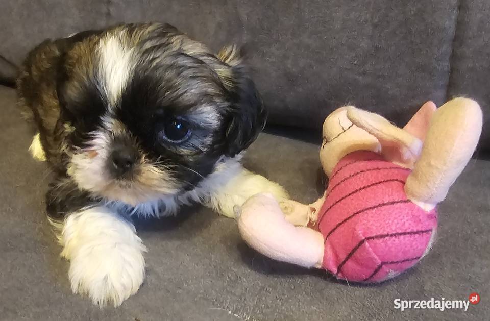 Shih Tzu chłopiec śląskie Częstochowa